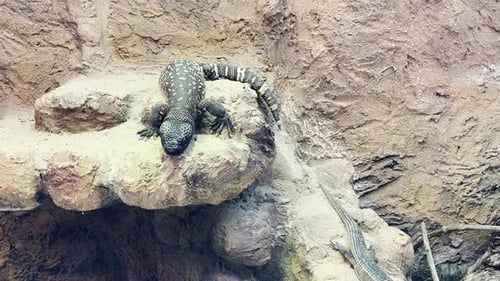 Wall Lizard Sunbathing on the Rock Lizard Standing on the Stone in Terrarium Wildlife