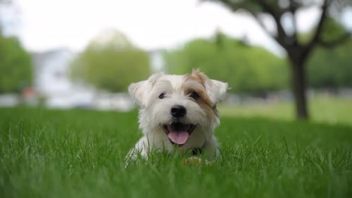 Happy Dog Playing with Ball and Lies on the Grass and Looking in Camera Close Up Footage
