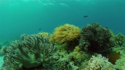 Coral Reef and Tropical Fish Philippines