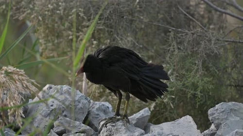 Close up of Moorhen cleaning it feathers in the early morning