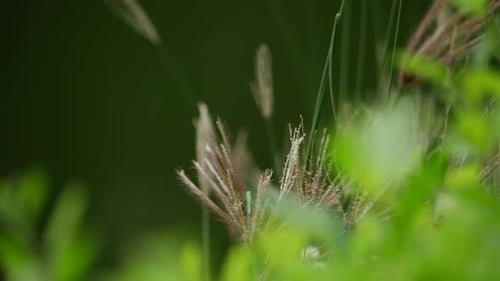The wind sways grass in nature, capturing its beauty in close-up photos of flowers and plants
