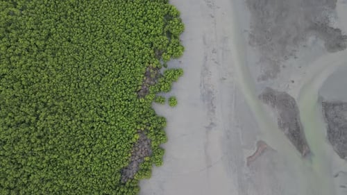Aerial view green lush mangrove tree forest near the muddy coastal