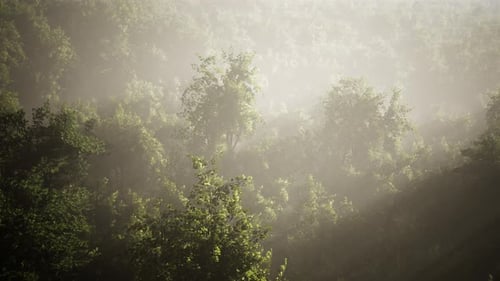 Misty Forest Aerial with Sun Rays Over Lush Green Trees
