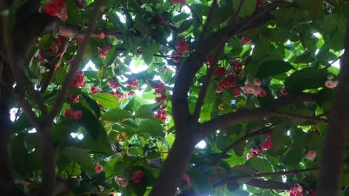fruit in the forest