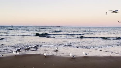 Seagulls Flying Over Baltic Sea Dark Blue Clouds and Sea or Ocean Water Surface with Foam Waves