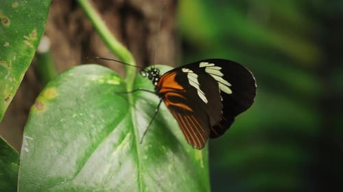 Exotischer Heliconius-Schmetterling Makro-Orange flattert mit zarten Flügeln auf Blattschungel