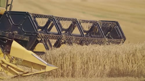 A close-up view of a combine harvester cutting and collecting wheat on a golden field during harvest