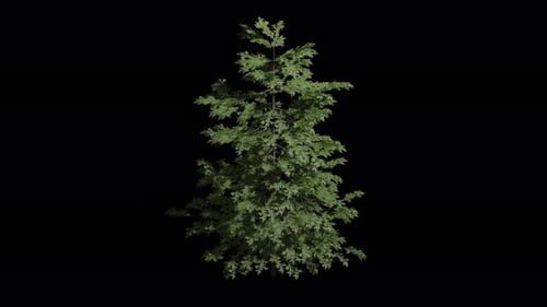 picea abies tree Animation with Transparent Background. Alpha Channel in 4k