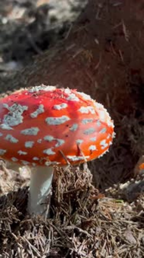 A Beautiful Poisonous Toadstool Mushroom in the Middle of the Forest Vertical Video