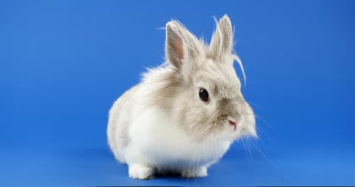 Rabbit Sitting in Front of Blue Background
