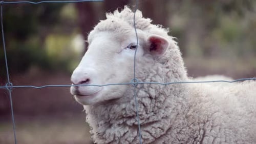 Female Sheep baa's or bleats directly at camera, SLOW MOTION