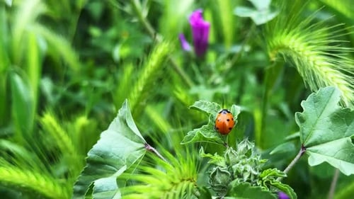 Ladybug Among Plants In Green Nature 7