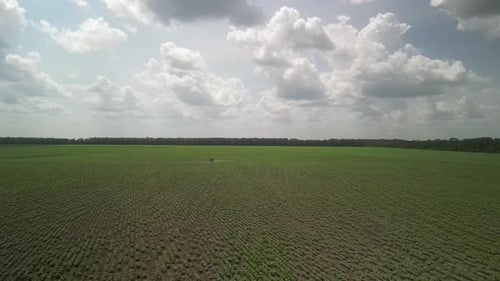 Blue tractor working on the field. Spraying the sunflower with herbicide