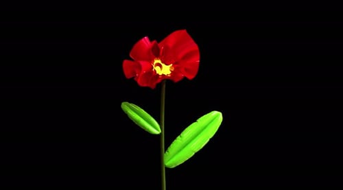 Animated Decorative Red Flower with Green Leaves