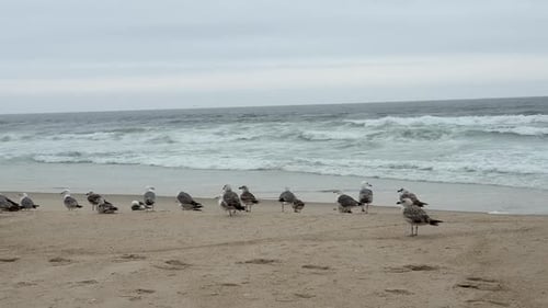 Panning shot of the flock of seagulls resting on the sandy beach and the background view of beach-br