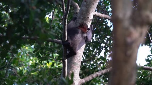 Exotische Wildfruchtfledermaus, schwarzer Flugfuchs, der auf den Baum klettert und mit seinen Klauen Baumrinde festhält,