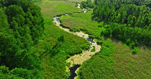 Aerial view of green forest and small river in summer