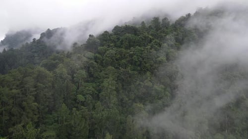 Aerial footage of spruce forest trees on the mountain hills at misty day