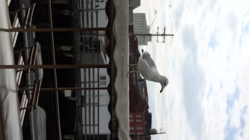 Vertical View Of A Seagull Bird At The Portland, Maine, United States. CloseUp Shot