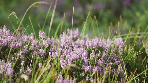 A close-up shot of the mauve heather. Thin blades of grass sway in the wind slowly. Slow-motion, pan