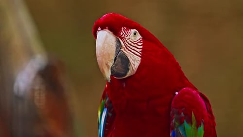 Portrait of a Beautiful Bright Macaw Parrot