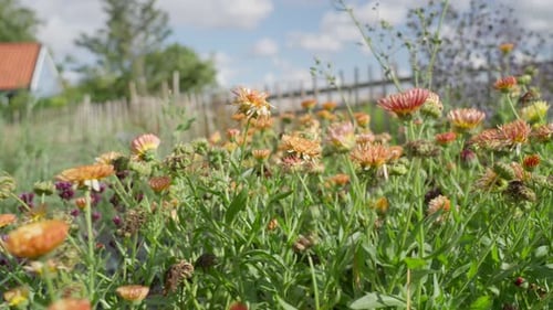 Slow motion dolly through shot of beautiful wild flowers