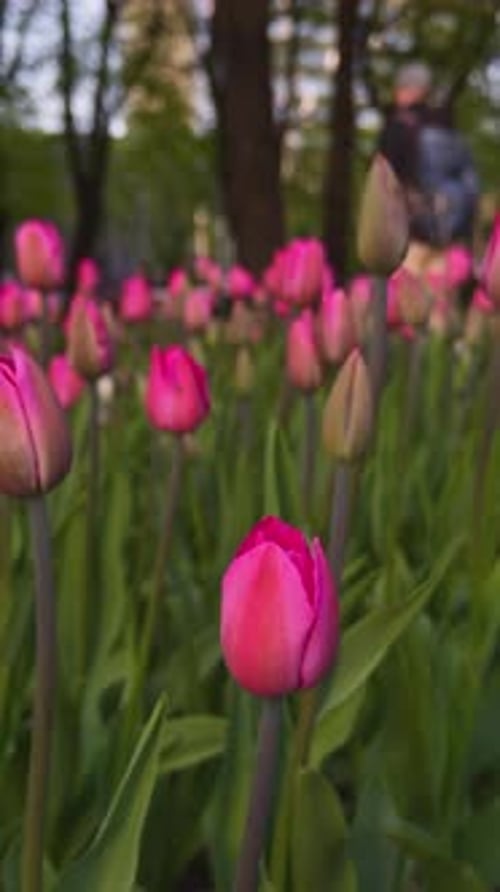 Vibrant Pink Tulips Blooming in a Spring Park with a Focus on the Foreground Showcasing the Beauty
