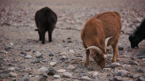 Brown Goat with Horns Grazed, Looking for Food in Poorest Stony Soil