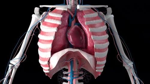 3D Human Thoracic Cavity with Pumping Heart and Lungs