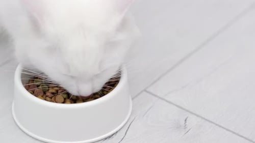 Close Up White Cat Eats Fresh Dry Cat Food Kibbles at Home Advertising Kitty Food on Grey Background