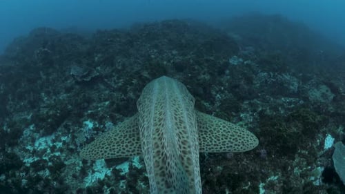 Unique underwater view following a spotted shark as it swims over a rocky ocean reef system.
