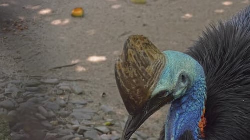 Close Up Of Cassowary, Largest Bird - high angle