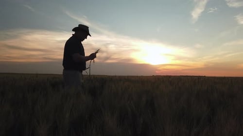 Farmer Inspecting Wheat in Field at Sunset