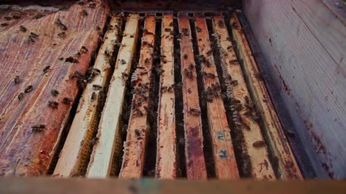 Beekeeper Prepare for Lifting a Honeycomb Frame from a Beehive in Slow Motion