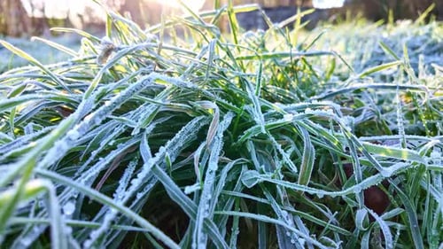 Frost covered grass blades in winter morning light, close up static nature shot