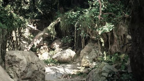 Scenic Dirt Road Surrounded By Trees and Rocks