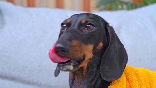 Dog with toy filler in its mouth, licks lips, looks with guilty look, mischief
