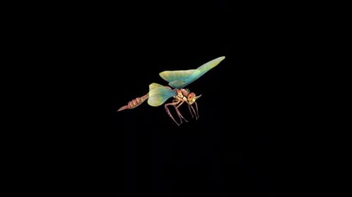 Dragonfly Fly Idle