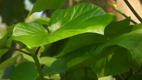Green leaf - wind - green .