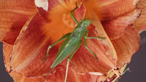 A close-up shot of a green great grasshopper eating an orange blossoming flower.