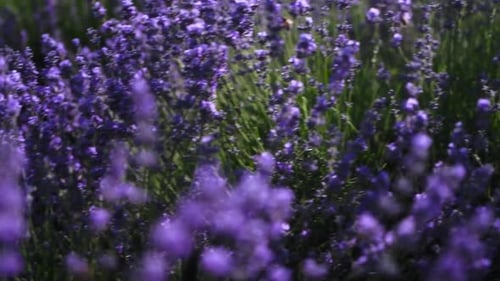 Lavender Field Close Up Blooming Flowers