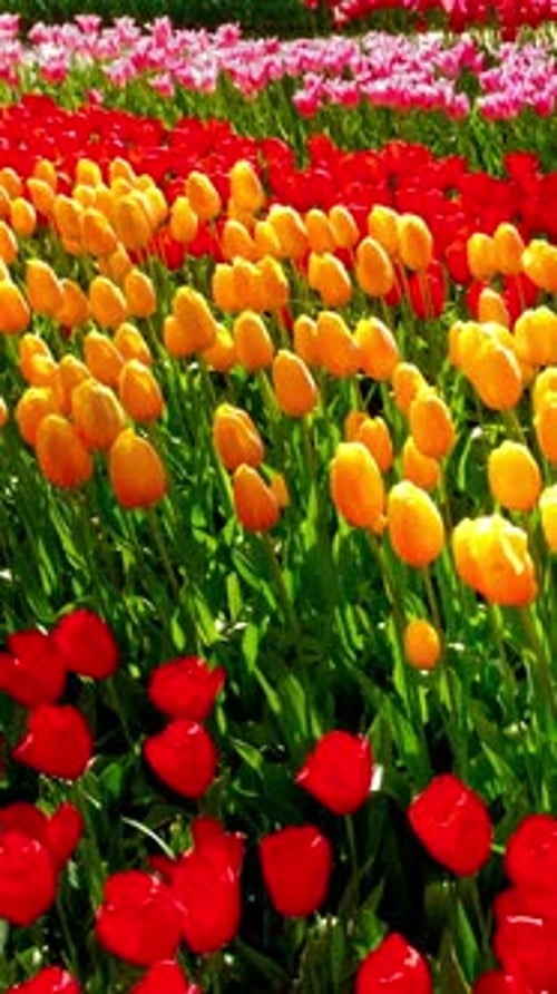 Blooming Tulips in Keukenhof Flower Garden Lisse the Netherlands