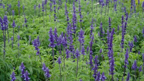 Salvia officinalis, common sage or sage, is a perennial, evergreen subshrub, with woody stems, and b