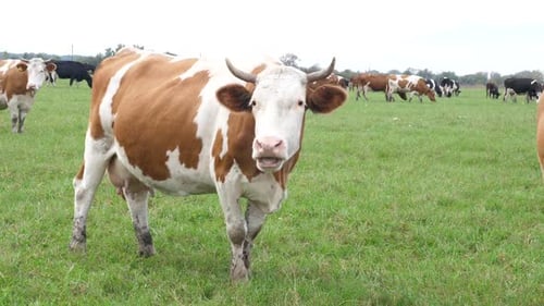 Cows Grazing Peacefully in a Green Pasture