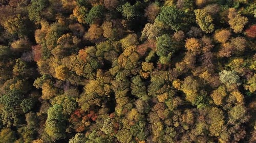 Flying Above a Deciduous Tree Forest Canopy by Drone, Aerial View