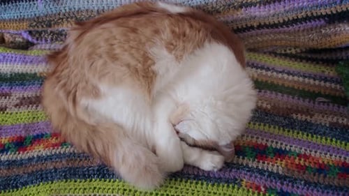 Cute Cat Sleeping Curled Up on Blanket