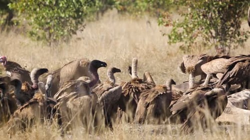 White backed Vultures in Kruger National park, South Africa