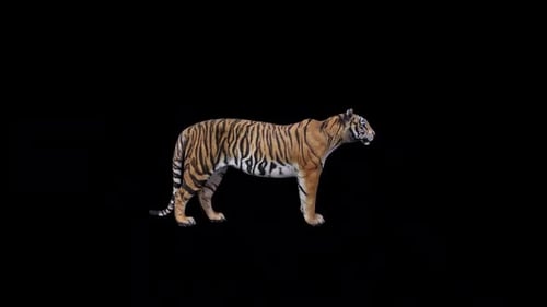 Tiger-Angriff