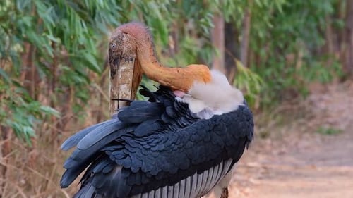 Ajudante Maior, Leptoptilos dubius, Tailândia; estendendo a cabeça até as costas para se enfeitar enquanto