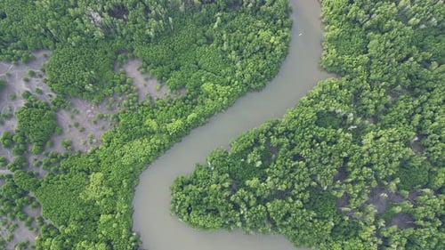Aerial shot look down mangrove trees near river
